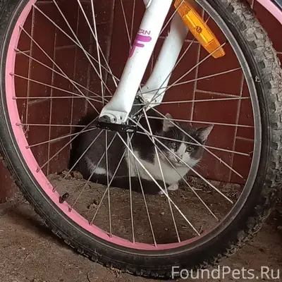 Найден кот, красный посёлок