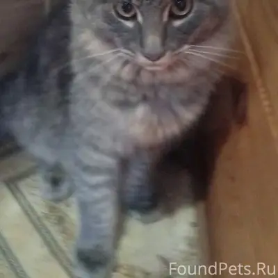 Пропал кот, Ново Иглино