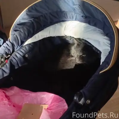 Пропала чёрная кошка, Агаповка