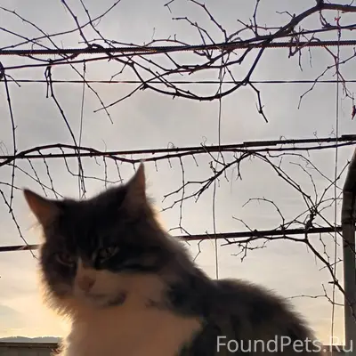 Пропал кот, Мессажай