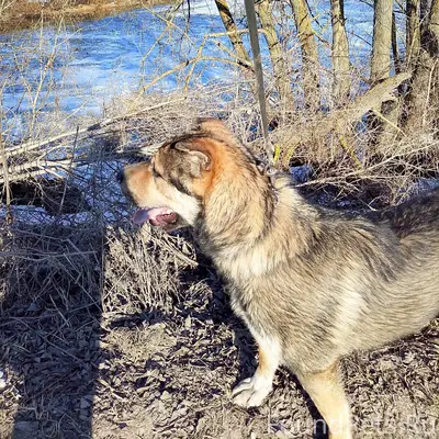 Пропали собаки, всегда вместе, [место не указано]
