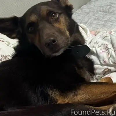 Пропала собака Омми, деревня Сельцо