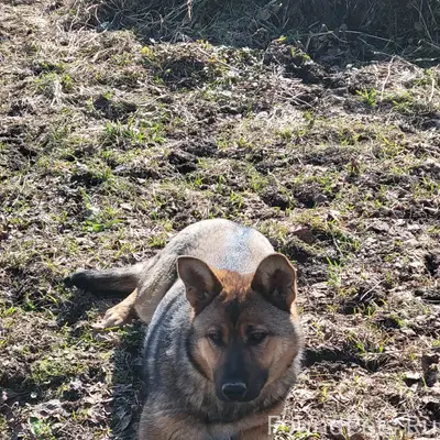 Найден метис овчарки, Бужаниново