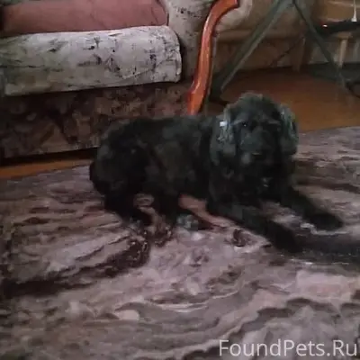 Пропала собака Чача, район Засызран