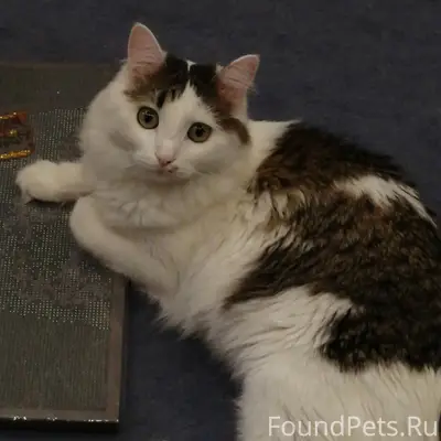 Пропала кошка Маруся, район пр. Ленина