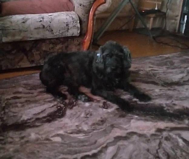 Пропала собака Чача, ул. Образцовская