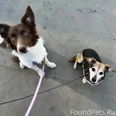 Пропала Бордер колли Нори, Вологда