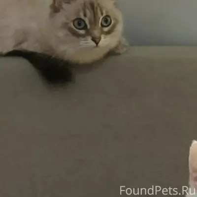 Пропала кошка Боня, Кировоградская 36/1, Уфа