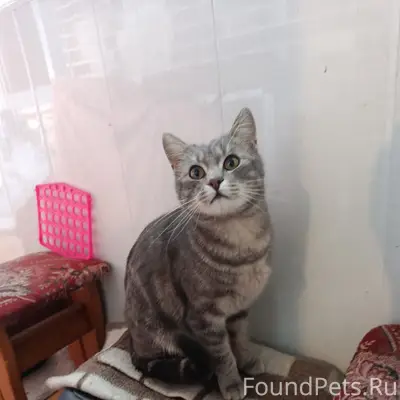 Найден кот, возле ул. Кабушкина