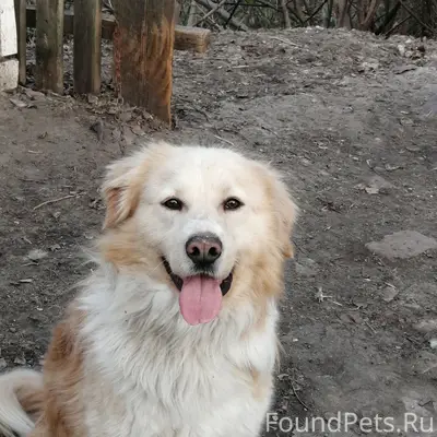 Пропала собака Боня