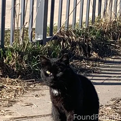 Найден кот с тусклым глазом, Янино