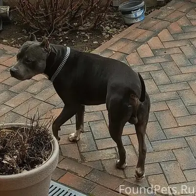 Найден стаффордширский терьер Стаф, Мясново