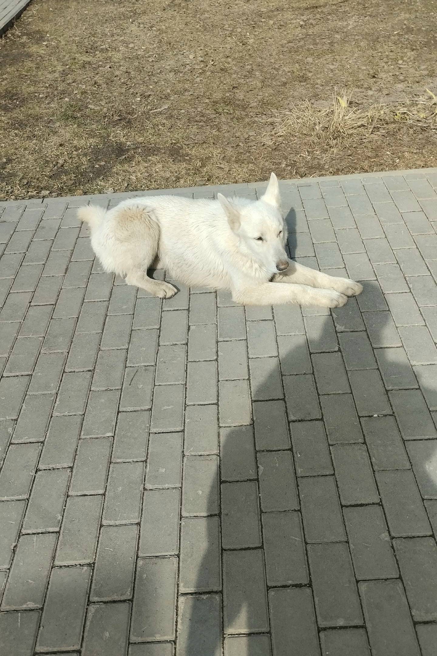 Пропал Дик, белая швейцарская овчарка, район Халтурина