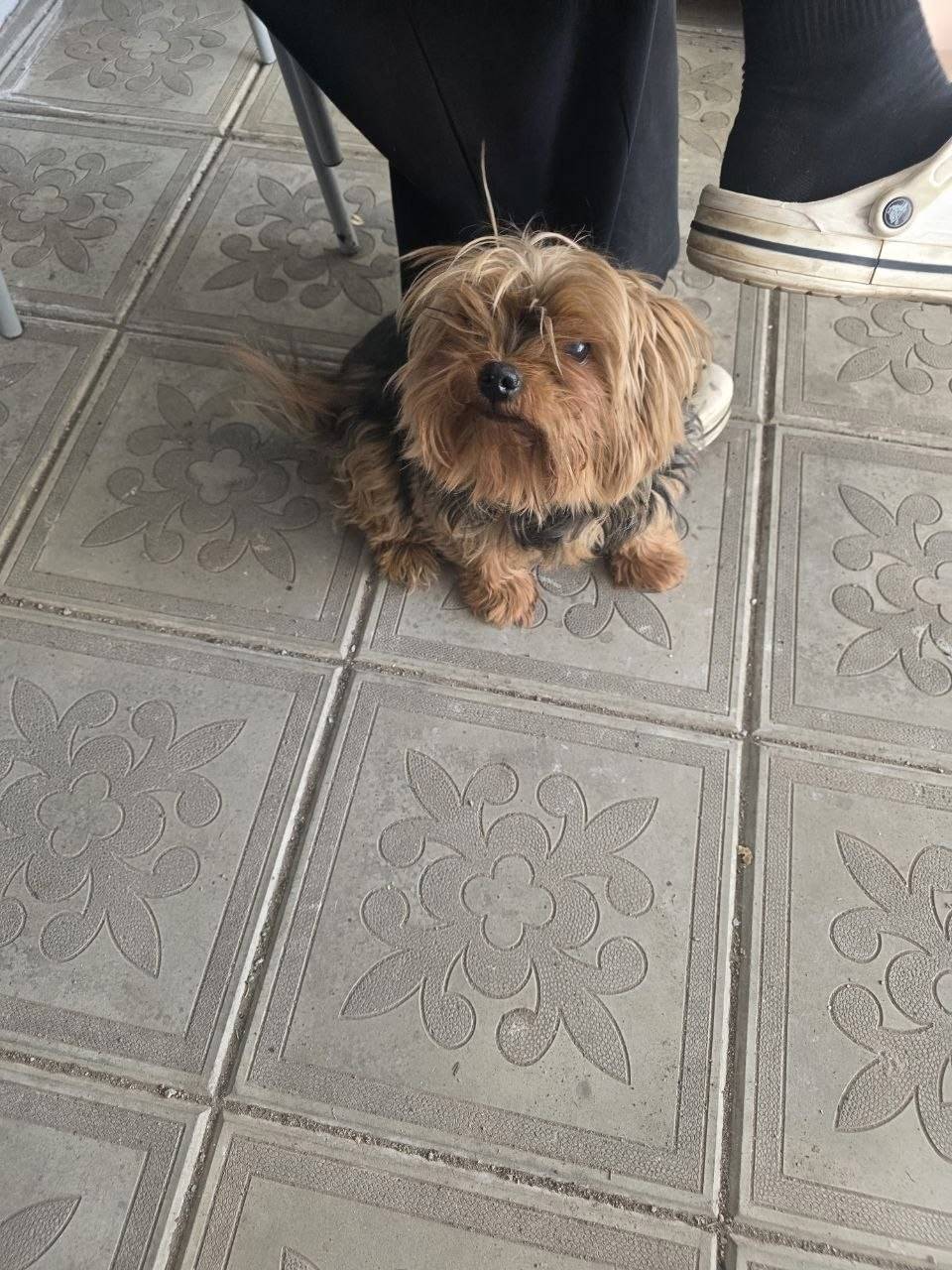 Найден тип собака, левый берег посёлок комунальный