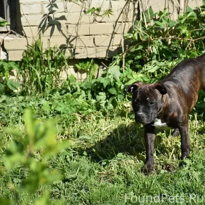 Пропала собака, Динской район