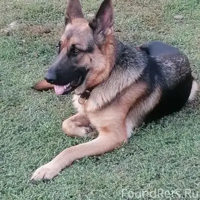 Пропала Немецкая овчарка Эрби, Средние Челны