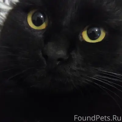 Пропал кот Тиша, район ул. Планеристов - ул. Западная