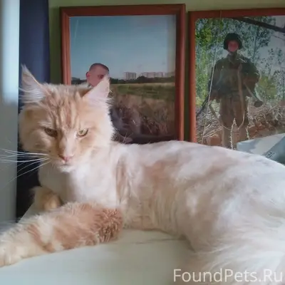 Пропал кот Кефир, Советская 142