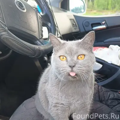 Пропала кошка Дымка, трасса М-10