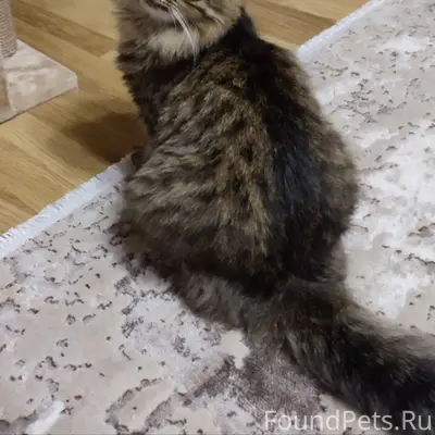 Пропал кот Лёшка (Лексус), Поле чудес