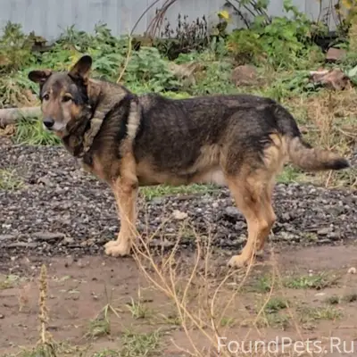 Пропал метис овчарки Джек, Чебоксары