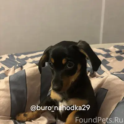 Пропала собака, Галушина / Ленинградский