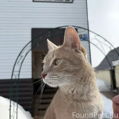 Пропал кот, мкр. Северный