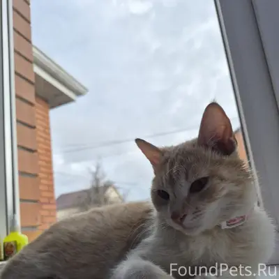 Пропала кошка Лиля, Сады-1, снт Радуга