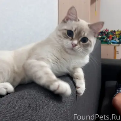 Пропал котёнок, улицы Радужная, Зелёная, Аэродромная