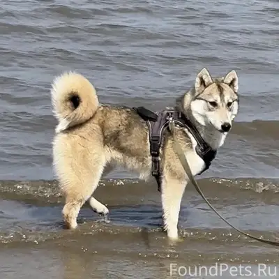 Пропала лайка Фея, Ростов-на-Дону