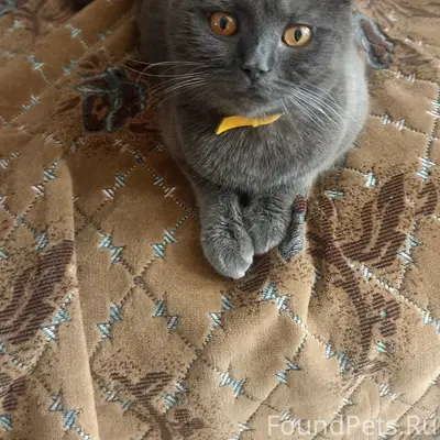 Пропала кошка, кормящая мама, улица Жукова