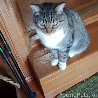 Пропал кот Бася, поселок Алексино