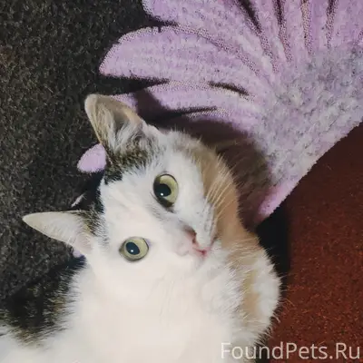 Пропала кошка Пуся, Подлесная - Шамшурина