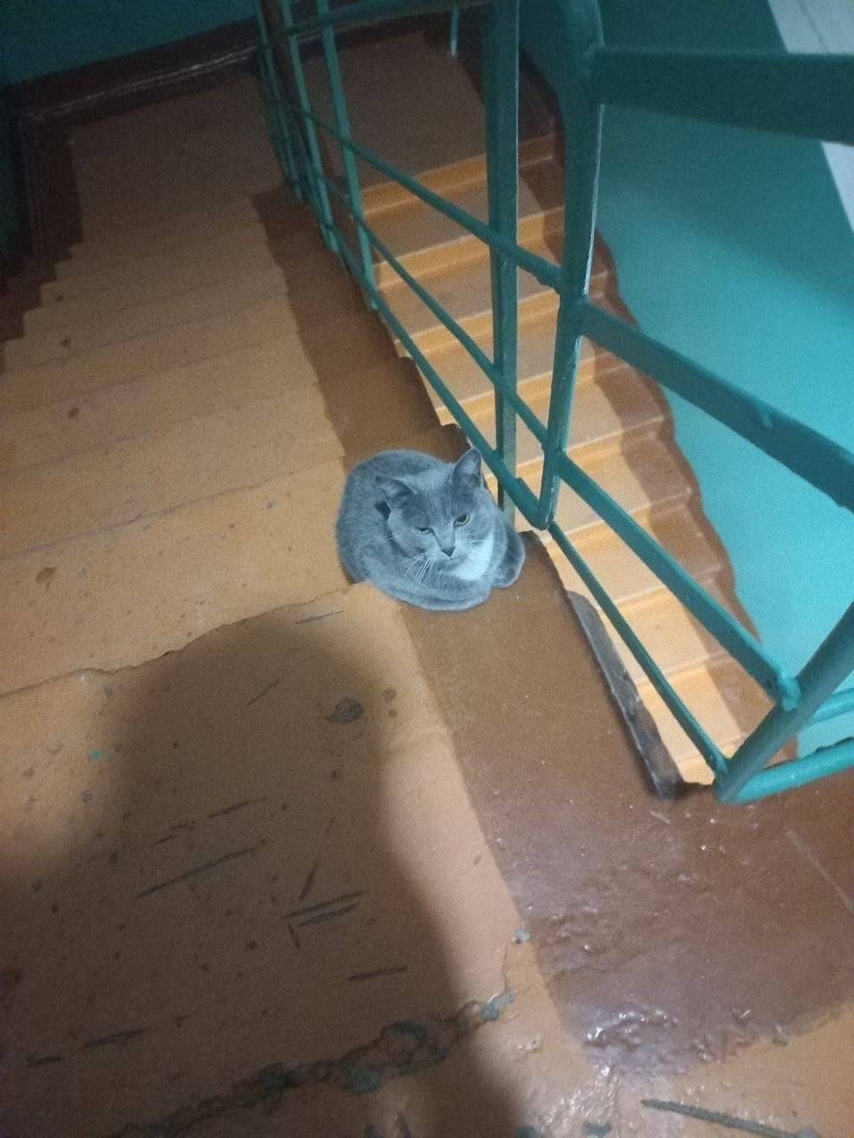 Найдена кошка, ул. Лермонтова