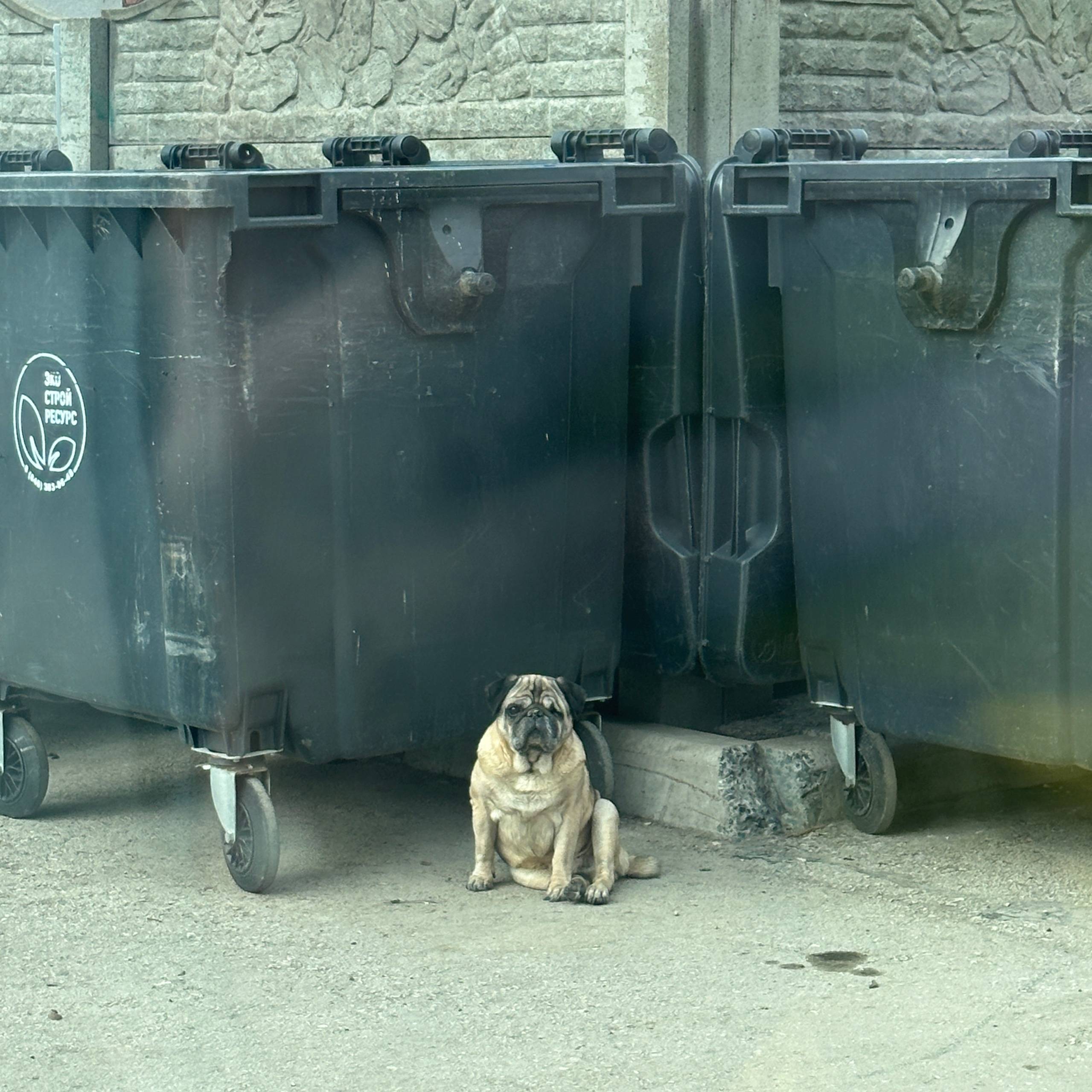 Найден мопс, Тольятти