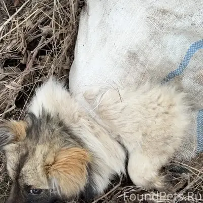 Пропала собака, трасса, не доезжая деревни Куктэкэ