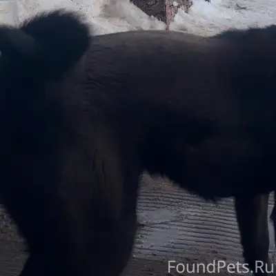 Пропал щенок Арчи, район болото