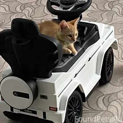 Пропал котёнок, последний раз видели на улице Торговой