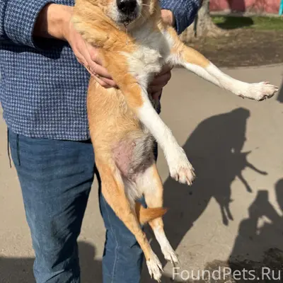 Найдена рыжая собака, Липецк