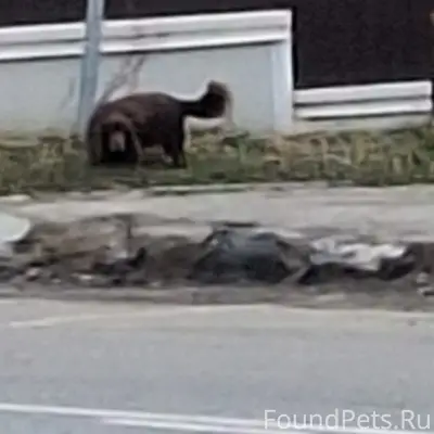 Пропал пёс, похож на таксу, Огуднево