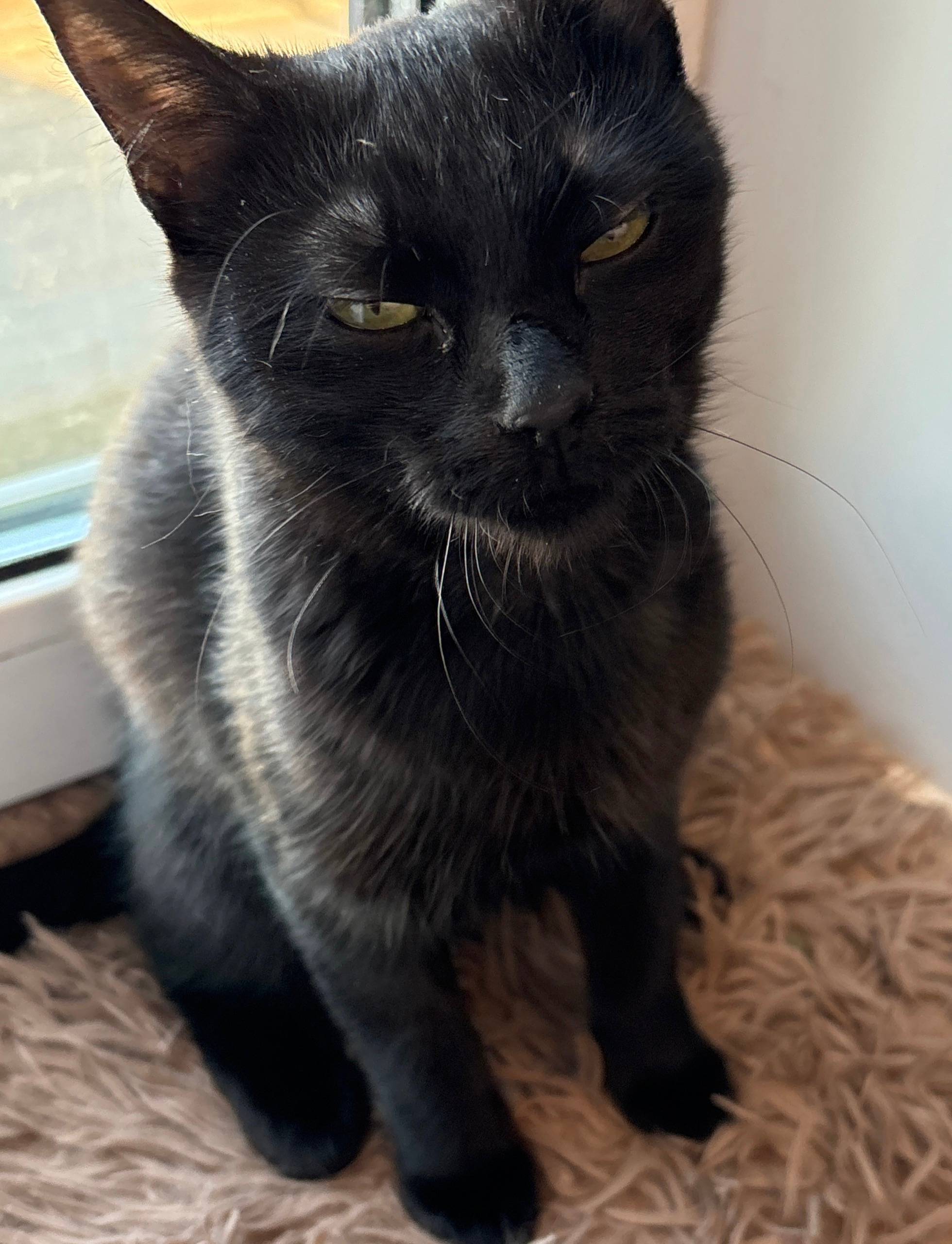 Пропала кошка Китька, Гатчина