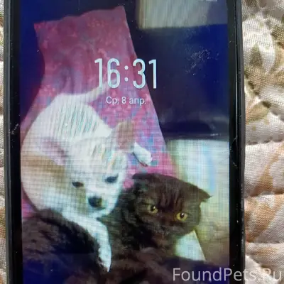 Пропал чихуахуа Бася (Бакс), с. Мезенское