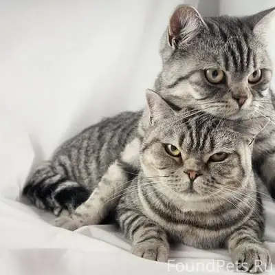 Найдена кошка, дымчато-серая, [место не указано]