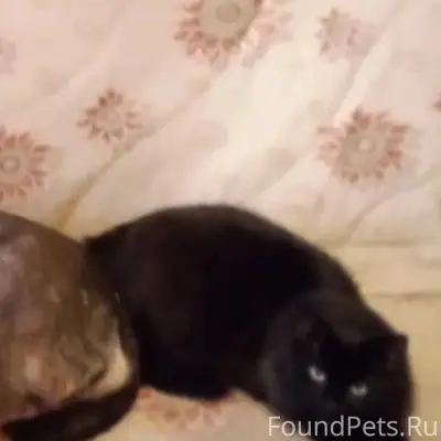 Пропал кот Мурзик, Оренбург