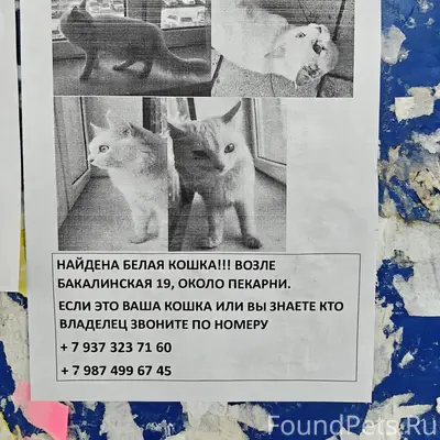 Найдена белая кошка, бакалинская 19