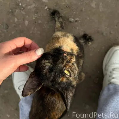 Найдена гладкошёрстная кошка, район Стара Загора