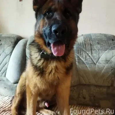 Найден пёс немецкая овчарка, пгт. Афипский