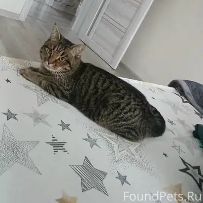 Пропал кот, район Ковалёва и Советской