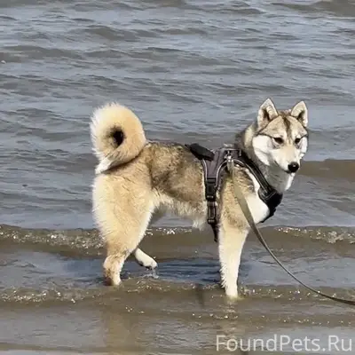Пропала западно-сибирская лайка Фея, 45 линия
