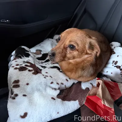 Найден мальчик-собака, Щеглово